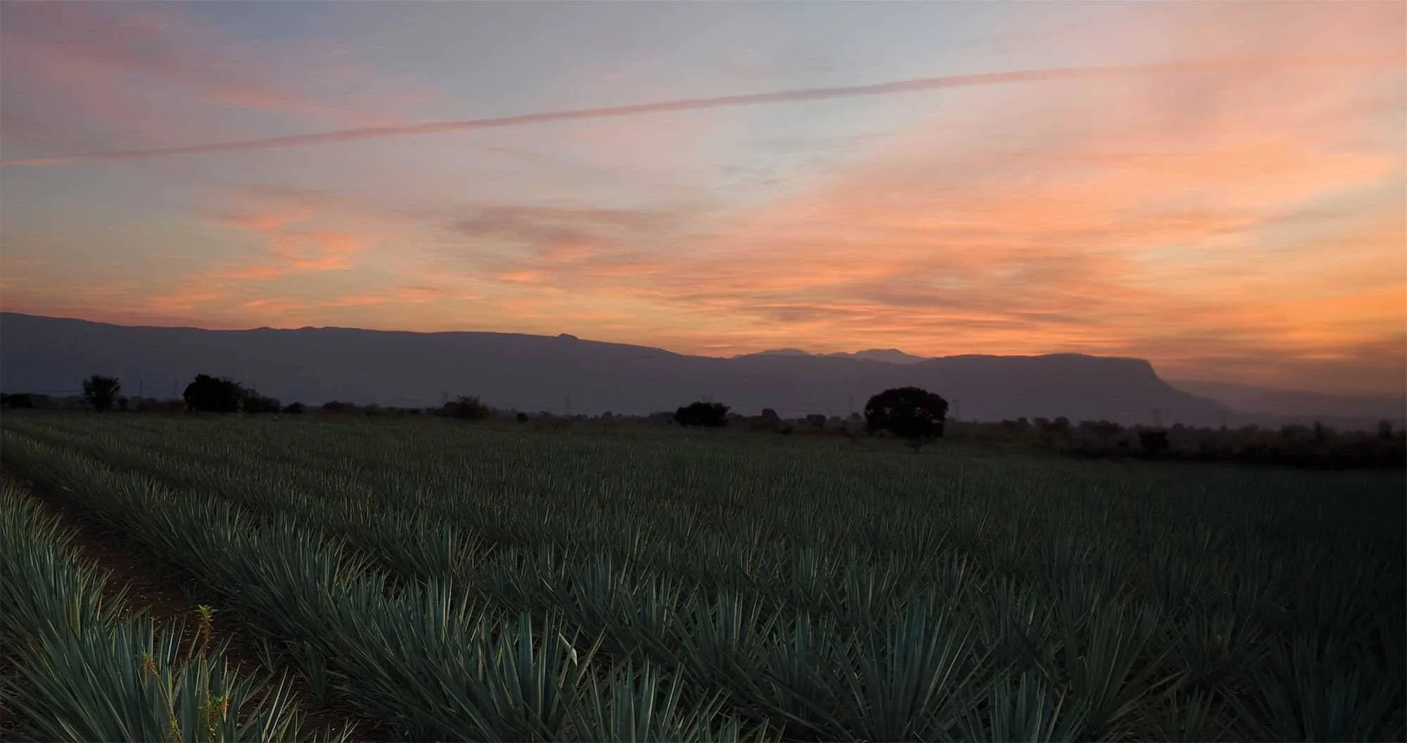 Plantation Tequila Sauza in Mexico