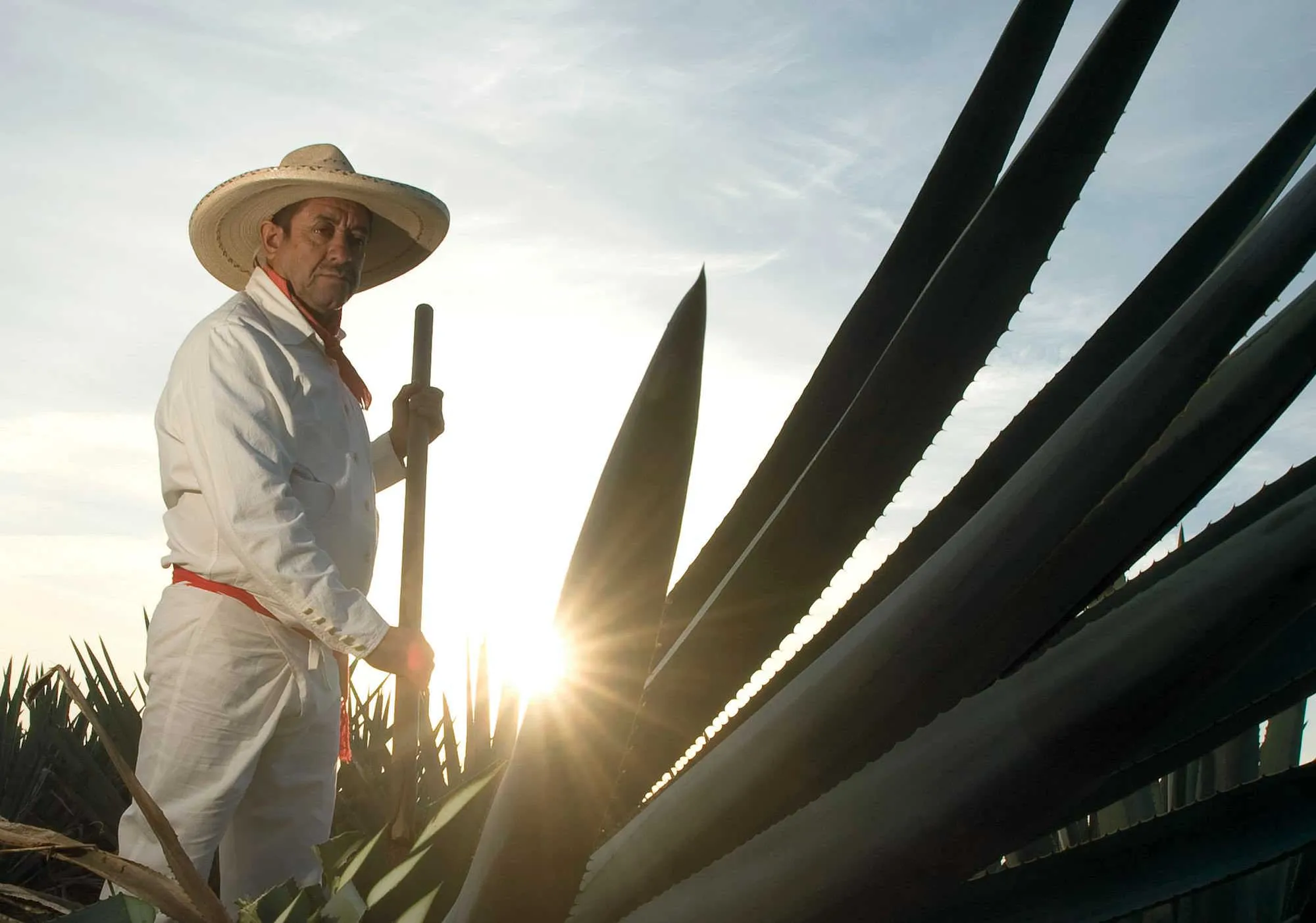 Agave plantation working man Sauza